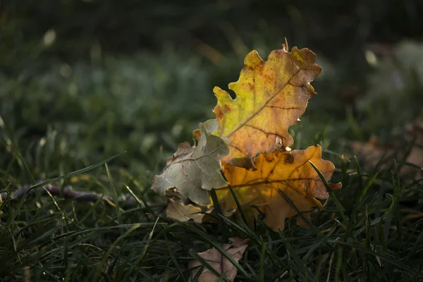 草の上の紅葉 — ストック写真