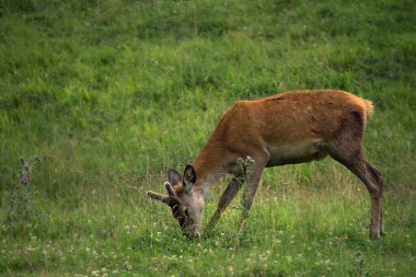 Trentino Alto Adige 'deki dağda bir geyik