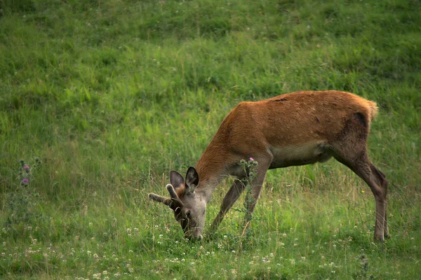 One Deer Mountain Trentino Alto Adige — Stock Photo, Image