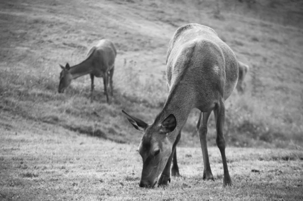 Two Deers Balck White — Stock Photo, Image