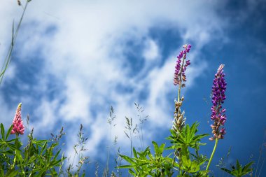 Alplerdeki pembe lupinus çiçekleri