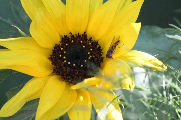 Gelbe Große Sonnenblume Auf Der Sommerwiese — Stockfoto