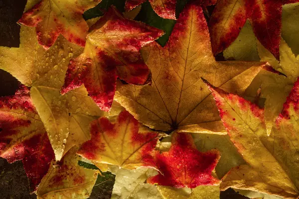 美しい紅葉の風合い — ストック写真