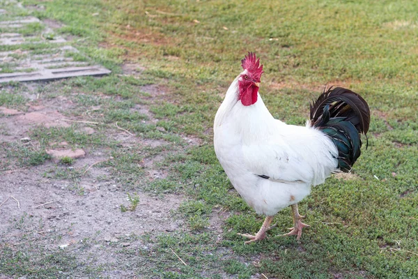 Gallo Blanco Con Cola Negra Peine Rojo Brillante Camina Orgullosamente — Foto de Stock