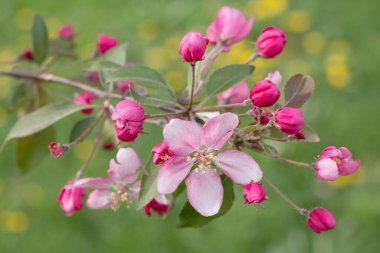 Çiçek açan elma dalı. Parlak pembe tomurcuklar tarafından çerçevelenmiş zarif pembe çiçek. Arka planda sarı karahindiba lekeleri olan bulanık yeşil bir çayır. Seçici odak