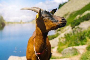 Avrupa Alplerinde dağ keçileriyle manzara. Alpine Ibex Capra Ibex gölün yanındaki taşın üzerinde yatıyor. Dağ gölünde güneşli harika bir gün. Güzel kaya ve hayran olunacak dağ zirveleri manzarası.