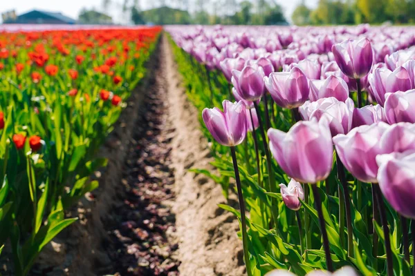Magical landscape with fantastic beautiful tulips field in Netherlands on spring. Blooming multicolor dutch tulip fields in a dutch landscape Holland. Travel and vacation concept.