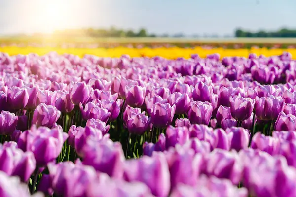 Magische Landschaft mit fantastischen schönen Tulpenfeld in den Niederlanden im Frühling. Blühende bunte holländische Tulpenfelder in einer holländischen Landschaft Holland. Reise- und Urlaubskonzept. — Stockfoto