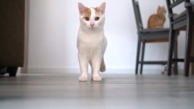 4K video. Kızıl kedi yavrusu yerde yürüyor. Kedilerle oynayıp zıplıyorlar. Evde uzun saçlı kızıl kedi yavrusu oynuyor. Şirin, komik ev hayvanları. Evcil hayvan ve yavru kediler.