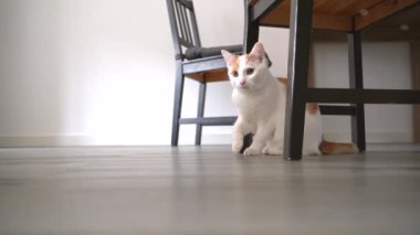 İki kırmızı kedi yavrusu oyuncak fareyle oynarken komik poz veriyor. Kedilerle oynayıp zıplıyorlar. Evde uzun saçlı kızıl kedi yavrusu oynuyor. Şirin, komik ev hayvanları. Evcil hayvan ve yavru kediler.