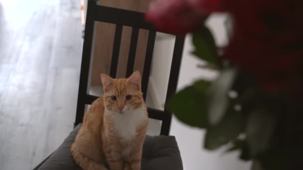 Red Kitten Sitting Chair Tracking Small Cat Apartment Playing Jumping — Stock Video