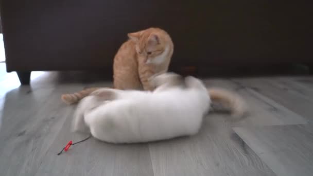 Dos Gatito Rojo Haciendo Pose Divertida Mientras Juega Con Ratón — Vídeos de Stock