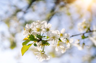 Güzel kiraz çiçekli sakura masmavi gökyüzünde çiçek açmış Japon çiçekleri ilkbahar güneşli bir günde Sakura ağacında çiçek açmış güzel bir doğa sahnesi çiçek açan ağaç ve güneş göğü yumuşak bir odak noktası.