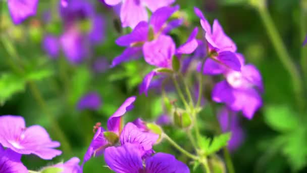 Una Abeja Laboriosa Volando Alrededor Flores Púrpuras Jardín Floreciente Insecto — Vídeos de Stock