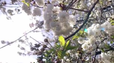Kiraz çiçeği sakura çiçeği. Güzel bahar çiçekleri, taze bahar pembe çiçekleri. Beyaz kayısı çiçeği çiçeği. Bahçede çiçek açmak. Çiçek açan kiraz ağacı mavi gökyüzü arka planında tam çiçekleniyor.