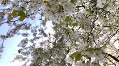 Kiraz çiçeği sakura çiçeği. Güzel bahar çiçekleri, taze bahar pembe çiçekleri. Beyaz kayısı çiçeği çiçeği. Bahçede çiçek açmak. Çiçek açan kiraz ağacı mavi gökyüzü arka planında tam çiçekleniyor.