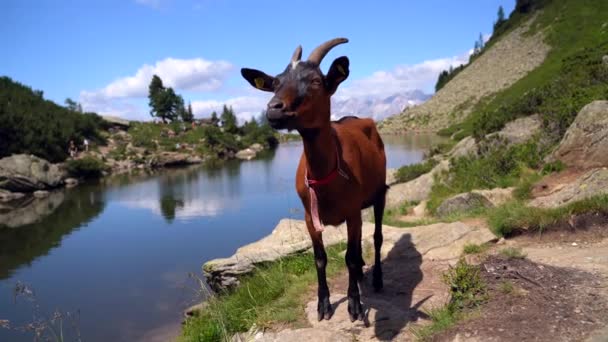 Paisagem Com Cabras Montanha Alpes Europeus Alpine Ibex Capra Ibex — Vídeo de Stock