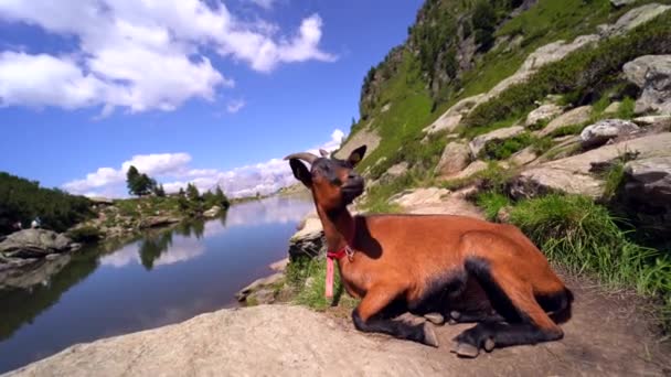 Ландшафт Гірськими Козлами Єврозових Альпах Альпійський Ibex Capra Ibex Лежить — стокове відео