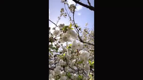 Kersenbloesem Sakura Bloem Mooie Lentebloemen Frisse Lenteroze Bloemen Witte Abrikozenbloesem — Stockvideo