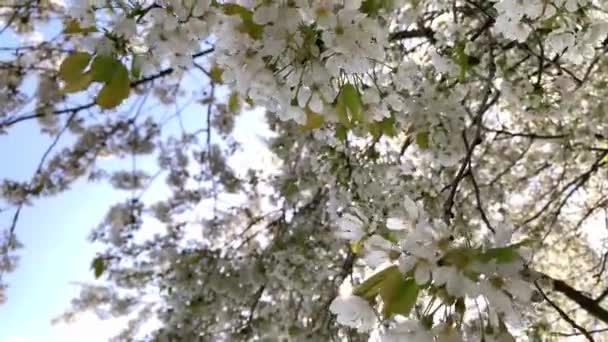 Άνθος Κερασιάς Λουλούδι Sakura Ωραία Ανοιξιάτικα Λουλούδια Φρέσκα Ανοιξιάτικα Ροζ — Αρχείο Βίντεο