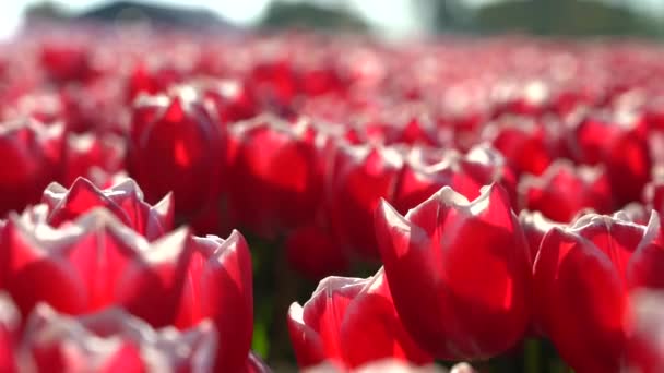 Vidéo Paysage Magique Avec Fantastique Beau Champ Tulipes Aux Pays — Video