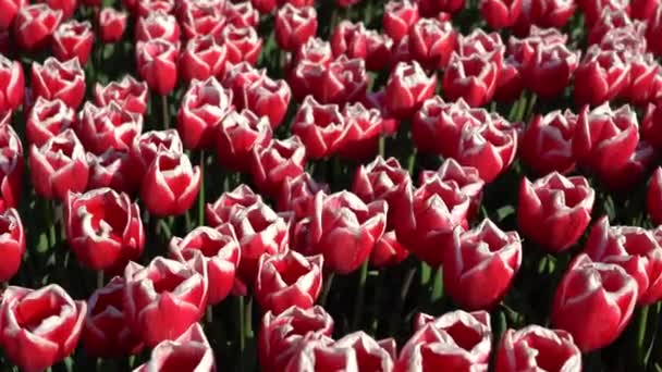 Video Paisaje Mágico Con Fantástico Campo Hermosos Tulipanes Holanda Primavera — Vídeo de stock