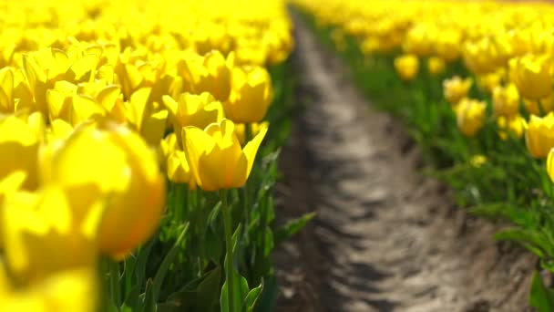 Відео Магічний Пейзаж Фантастичним Полем Тюльпанів Нідерландах Навесні Багатокольорові Поля — стокове відео