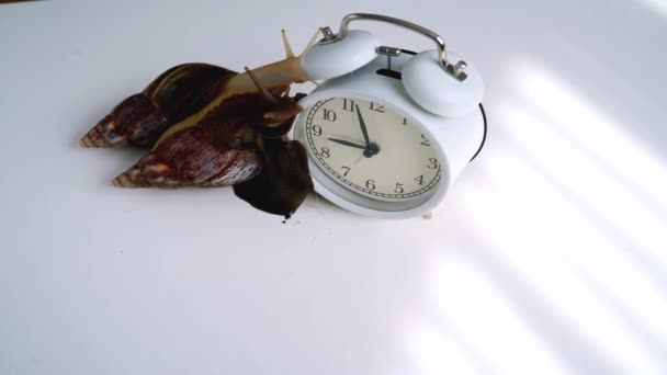 停止运动视频 白色沙丁鱼蜗牛 深色壳 靠近白色警钟爬行 背景白色 有阴影 时钟和巨大的非洲蜗牛Achatina Fulica在桌上 时间概念 — 图库视频影像