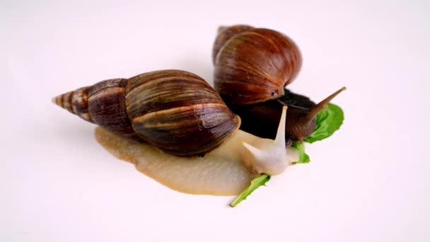 Stop Motion Video Escargot Achatina Blanc Avec Coquille Sombre Rampant — Video