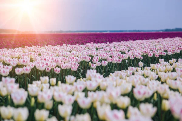 Magische Landschaft mit fantastischen schönen Tulpenfeld in den Niederlanden im Frühling. Blühende bunte holländische Tulpenfelder in einer holländischen Landschaft Holland. Reise- und Urlaubskonzept. — Stockfoto