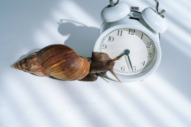 Siyah kabuklu beyaz achatina salyangozu beyaz arka planda gölgeli beyaz alarm saatinin yanında sürünüyor. Saat ve dev Afrika salyangozu Achatina Fulica masada. Son tarih kavramı ve yavaş akım zamanı.