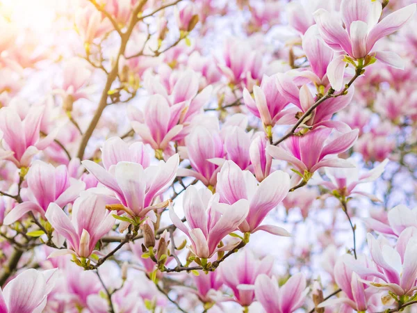 Manolya dalının pembe çiçek açan çiçekleri yumuşak ışıkta Mor taze çiçek Magnoliaceae soulangeana güneşli bahar gününde baharda bahçede doğal çiçek arkaplanı. Botanik bahçesi konsepti — Stok fotoğraf