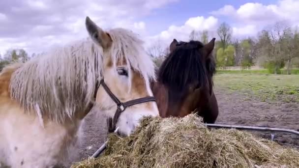 Cute Horses Farm Ranch Stand Eat Hay Stable Farm Horses — Stock Video