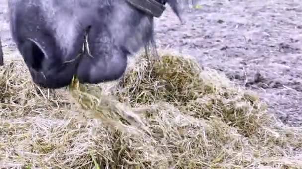 Χαριτωμένα Άλογα Στη Φάρμα Ράντσο Στέκονται Έξω Και Τρώνε Σανό — Αρχείο Βίντεο