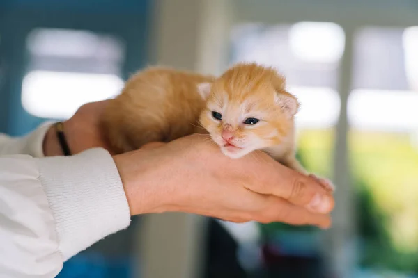 Newborn baby red cat sleeping in woman hands. Group of small cute ginger kitten. Domestic animal. Sleep and cozy nap time. Comfortable pets sleep at cozy home — Stock Photo, Image