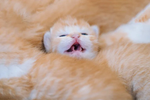 Bebê recém-nascido gato vermelho dormindo em pose engraçada. Grupo de pequeno gatinho de gengibre bonito. Animal doméstico. Dormir e hora da sesta acolhedora. Animais de estimação confortáveis dormir em casa aconchegante. — Fotografia de Stock