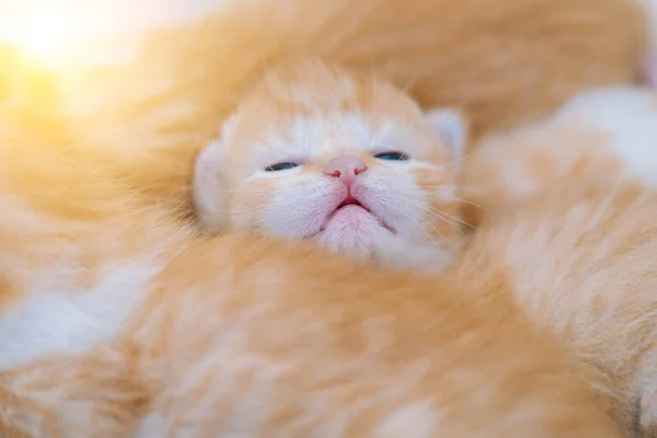 Newborn baby red cat sleeping on funny pose. Group of small cute ginger kitten. Domestic animal. Sleep and cozy nap time. Comfortable pets sleep at cozy home.