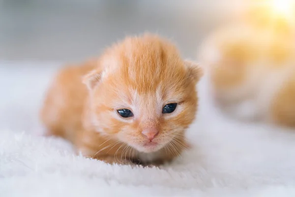 Neugeborenes rotes Katzenbaby schläft in lustiger Pose. Gruppe kleiner süßer Ingwer-Kätzchen. Haustier. Schlaf und gemütliche Mittagsschlaf. Bequeme Haustiere schlafen zu Hause. — Stockfoto