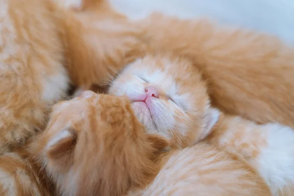 Neugeborenes rotes Katzenbaby schläft in lustiger Pose. Gruppe kleiner süßer Ingwer-Kätzchen. Haustier. Schlaf und gemütliche Mittagsschlaf. Bequeme Haustiere schlafen zu Hause. — Stockfoto