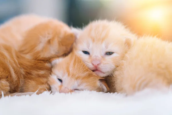 Newborn baby red cat sleeping on funny pose. Group of small cute ginger kitten. Domestic animal. Sleep and cozy nap time. Comfortable pets sleep at cozy home. — Stock Photo, Image