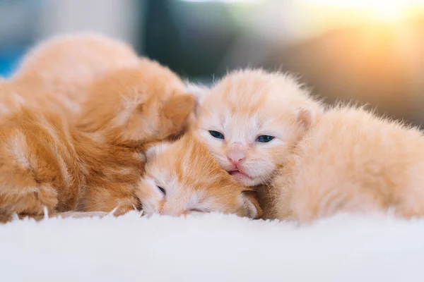 Newborn baby red cat sleeping on funny pose. Group of small cute ginger kitten. Domestic animal. Sleep and cozy nap time. Comfortable pets sleep at cozy home. — Stock Photo, Image