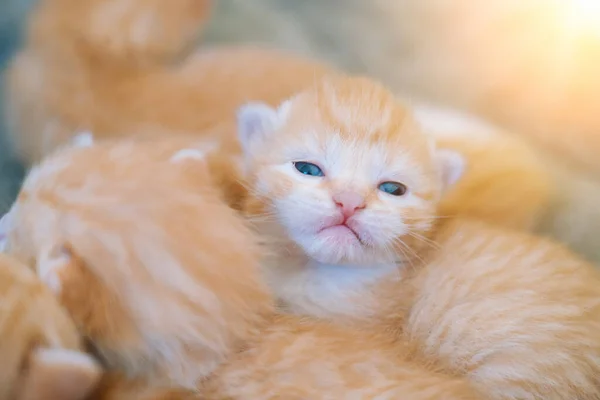 Bebé recién nacido gato rojo durmiendo en pose divertida. Grupo de gatito de jengibre lindo pequeño. Animal doméstico. Hora de dormir y dormir la siesta. Cómodas mascotas duermen en casa acogedora. Fotos De Stock Sin Royalties Gratis