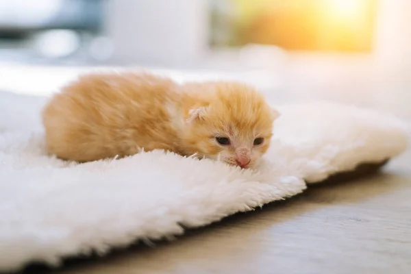 Newborn baby red cat sleeping on funny pose. Group of small cute ginger kitten. Domestic animal. Sleep and cozy nap time. Comfortable pets sleep at cozy home. — Stock Photo, Image