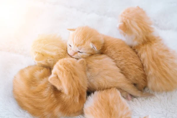 Newborn baby red cat sleeping on funny pose. Group of small cute ginger kitten. Domestic animal. Sleep and cozy nap time. Comfortable pets sleep at cozy home. — Stock Photo, Image