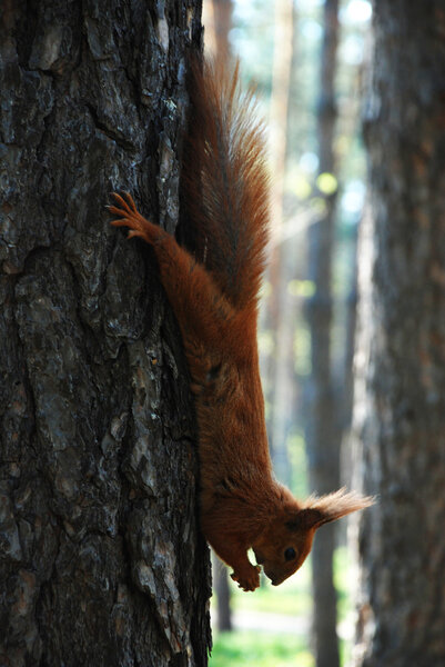 Squirrel hanging on the tree