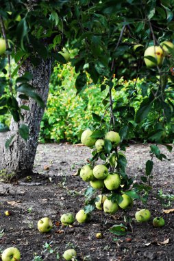 Ev yapımı elma ağacı. Bahçe. Villa.