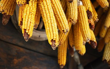 Hasat. Mısır. Yaz. Stoklar