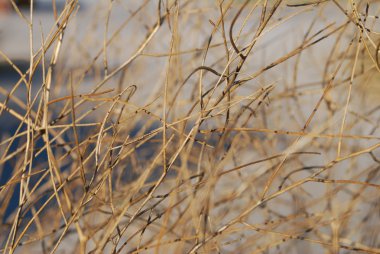 Kuru kahverengi ot, arka plan