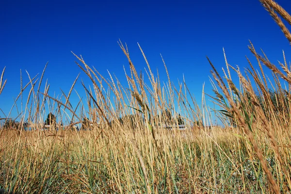 A parton fű — Stock Fotó