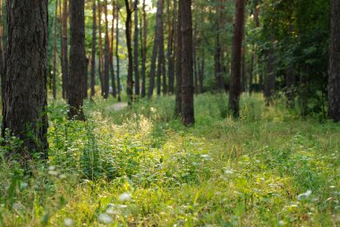 Yaz orman, Güneş ışınları